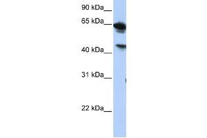 Western Blotting (WB) image for anti-Abhydrolase Domain Containing 16A (ABHD16A) antibody (ABIN2459316) (BAT5 anticorps)