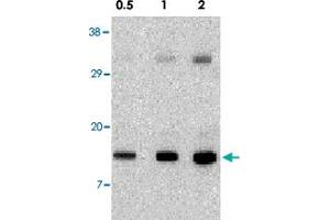 Western blot analysis of Pmaip1 in human stomach tissue lysate with Pmaip1 polyclonal antibody  at 0.