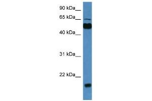 WB Suggested Anti-Cpne7 Antibody Titration: 0. (CPNE7 anticorps  (C-Term))