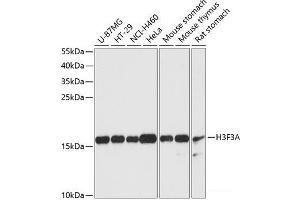 Western blot analysis of extracts of various cell lines using Histone H3.