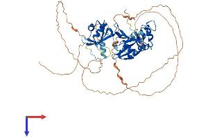 AlphaFold protein structure predicition of Human Recombinant CPEB1 Protein, UniprotID Q9BZB8