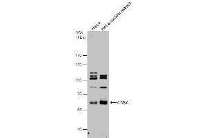 WB Image c-Myc antibody detects c-Myc protein by western blot analysis. (c-MYC anticorps  (Center))