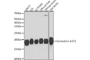 Western blot analysis of extracts of various cell lines, using Calmodulin 1/2/3 Rabbit mAb (ABIN1680490, ABIN3019260, ABIN3019261 and ABIN7101739) at 1:1000 dilution. (Calmodulin 1 anticorps)