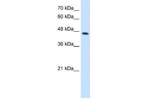 WB Suggested Anti-CTH Antibody Titration:  2.