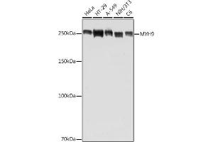 Western blot analysis of extracts of various cell lines, using MYH9 antibody (ABIN7268743) at 1:500 dilution. (Myosin 9 anticorps  (AA 1711-1960))