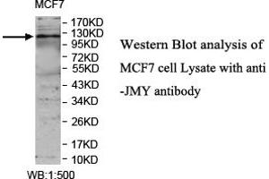 Image no. 1 for anti-Junction Mediating and Regulatory Protein, P53 Cofactor (JMY) antibody (ABIN1577400) (JMY anticorps)