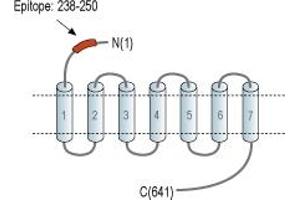 anti-Frizzled Family Receptor 1 (Fzd1) (AA 238-250), (Extracellular), (N-Term) antibody