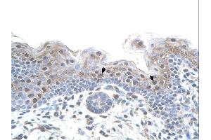 STRAP antibody was used for immunohistochemistry at a concentration of 4-8 ug/ml. (STRAP anticorps  (C-Term))