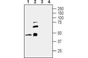 Western blot analysis of new born rat brain membranes (lanes 1 and 3) and mouse brain membranes (lanes 2 and 4): - 1,2. (TNFRSF19 anticorps  (Extracellular, N-Term))