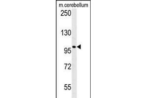 Western blot analysis of EPC2 Antibody (N-term) (ABIN651410 and ABIN2840221) in mouse cerebellum tiusse lysates (35 μg/lane). (EPC2 anticorps  (N-Term))