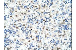 Image no. 1 for anti-DAZ Associated Protein 1 (DAZAP1) (C-Term) antibody (ABIN202448)