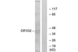 Western blot analysis of extracts from Jurkat cells, using OR1D2 Antibody. (OR1D2 anticorps  (AA 201-250))