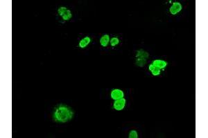 Anti-DNTTIP1 mouse monoclonal antibody (ABIN2452957) immunofluorescent staining of COS7 cells transiently transfected by pCMV6-ENTRY DNTTIP1 (RC206867). (DNTTIP1 anticorps)