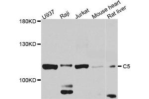 Western blot analysis of extract of various cells, using C5 antibody. (C5 anticorps)