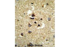 Immunohistochemistry (IHC) image for anti-Cytochrome P450, Family 7, Subfamily B, Polypeptide 1 (CYP7B1) antibody (ABIN3003910)