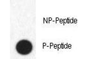 Dot blot analysis of phospho-FABP4 antibody. (FABP4 anticorps  (pTyr20))