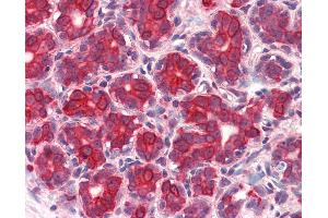 Anti-GM2A antibody IHC of human breast. (GM2A anticorps  (Internal Region))