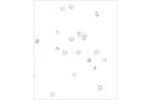 Immunocytochemistry of IFITM1 in Jurkat cells with IFITM1 antibody at 20 μg/ml.