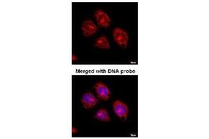 Figure 3. (Flotillin 2 anticorps  (C-Term))