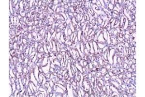 Immunohistochemical staining of formalin-fixed paraffin-embedded human kidney tissue showing nuclear and cytoplasmic staining with CLIC1 polyclonal antibody  at 1 : 100 dilution. (CLIC1 anticorps  (N-Term))