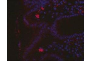 Immunofluorescence imageof H. (Helicobacter Pylori anticorps)