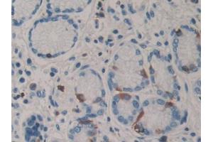 DAB staining on IHC-P; Samples: Human Stomach Tissue