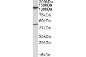 ABIN308444 (0. (COG1 anticorps  (Internal Region))