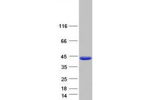 Validation with Western Blot (FAM45A Protein (Myc-DYKDDDDK Tag))