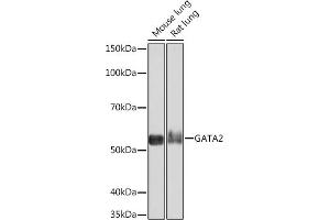 Western blot analysis of extracts of various cell lines, using G Rabbit mAb (ABIN7267356) at 1:1000 dilution. (GATA2 anticorps)