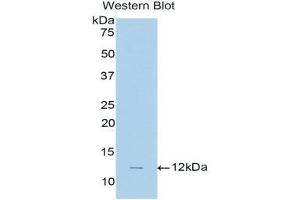 Western Blotting (WB) image for anti-Natriuretic Peptide Type C (NPPC) (AA 33-125) antibody (ABIN1858431) (NPPC anticorps  (AA 33-125))