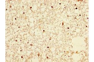 IHC image of ABIN7161390 diluted at 1:300 and staining in paraffin-embedded human brain tissue performed on a Leica BondTM system. (NPAS4 anticorps  (AA 445-585))
