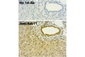Immunohistochemistry (IHC) image for anti-RAB11A, Member RAS Oncogene Family (RAB11A) (C-Term) antibody (ABIN1440025)