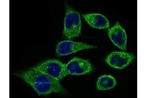Immunofluorescence analysis of HepG2 cells using CLGN mouse mAb (green). (Calmegin anticorps  (AA 249-405))