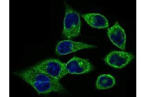 Immunofluorescence analysis of HepG2 cells using CLGN mouse mAb (green). (Calmegin anticorps  (AA 249-405))