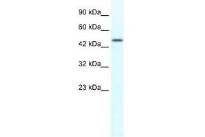 Human HepG2; WB Suggested Anti-TRIM39 Antibody Titration: 1. (TRIM39 anticorps)
