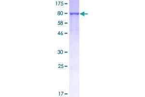 Image no. 1 for TNF Receptor-Associated Factor 2 (TRAF2) (AA 1-501) protein (GST tag) (ABIN1323495)