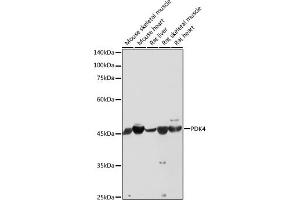 Western blot analysis of extracts of various cell lines, using PDK4 antibody (ABIN6132477, ABIN6145396, ABIN6145397 and ABIN6217290) at 1:1000 dilution. (PDK4 anticorps  (AA 102-411))