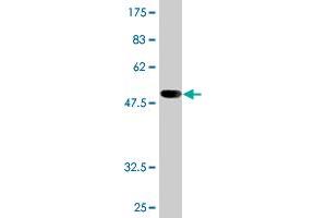 Western Blot detection against Immunogen (52.