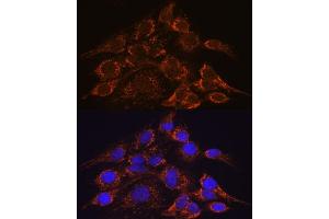 Immunofluorescence analysis of C6 cells using HPS4 antibody (ABIN7267623) at dilution of 1:100.