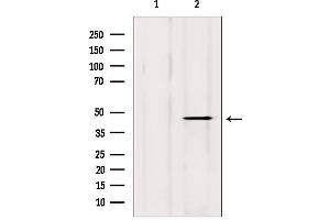Western blot analysis of extracts from mouse brain, using DOM3Z antibody.