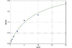 Fibrillin 1 (FBN1) ELISA Kit