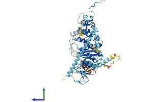 AlphaFold protein structure predicition of Human Recombinant PES1 Protein, UniprotID O00541