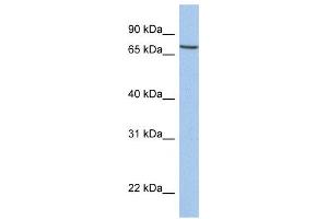 Western Blotting (WB) image for anti-Solute Carrier Family 20 (Phosphate Transporter), Member 1 (SLC20A1) antibody (ABIN2458792) (SLC20A1 anticorps)