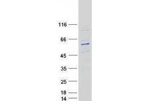 Validation with Western Blot