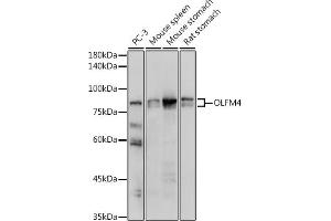 Western blot analysis of extracts of various cell lines, using OLFM4 antibody (ABIN7269084) at 1:1000 dilution. (Olfactomedin 4 anticorps  (AA 211-510))