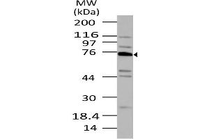 Image no. 1 for anti-Tumor Necrosis Factor, alpha-Induced Protein 2 (TNFAIP2) (AA 300-520) antibody (ABIN5027580) (TNFAIP2 anticorps  (AA 300-520))