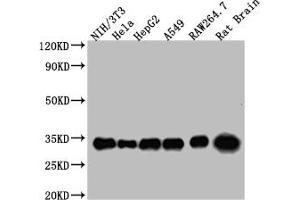 Western Blot Positive WB detected in: NIH/3T3 whole cell lysate, Hela whole cell lysate, HepG2 whole cell lysate, A549 whole cell lysate, RAW264. (14-3-3 zeta anticorps  (AA 133-212))