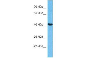 Host:  Rabbit  Target Name:  EED  Sample Type:  HepG2 Whole Cell lysates  Antibody Dilution:  1. (EED anticorps  (N-Term))