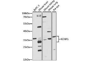 Western blot analysis of extracts of various cell lines, using KCNIP1 antibody (ABIN1873379) at 1:1000 dilution. (KCNIP1 anticorps)