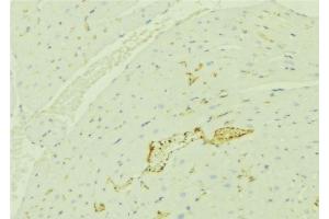 ABIN6276384 at 1/100 staining Mouse liver tissue by IHC-P.